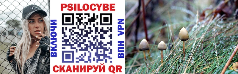 дарнет шоп Назрань Галлюциногенные грибы Psilocybe